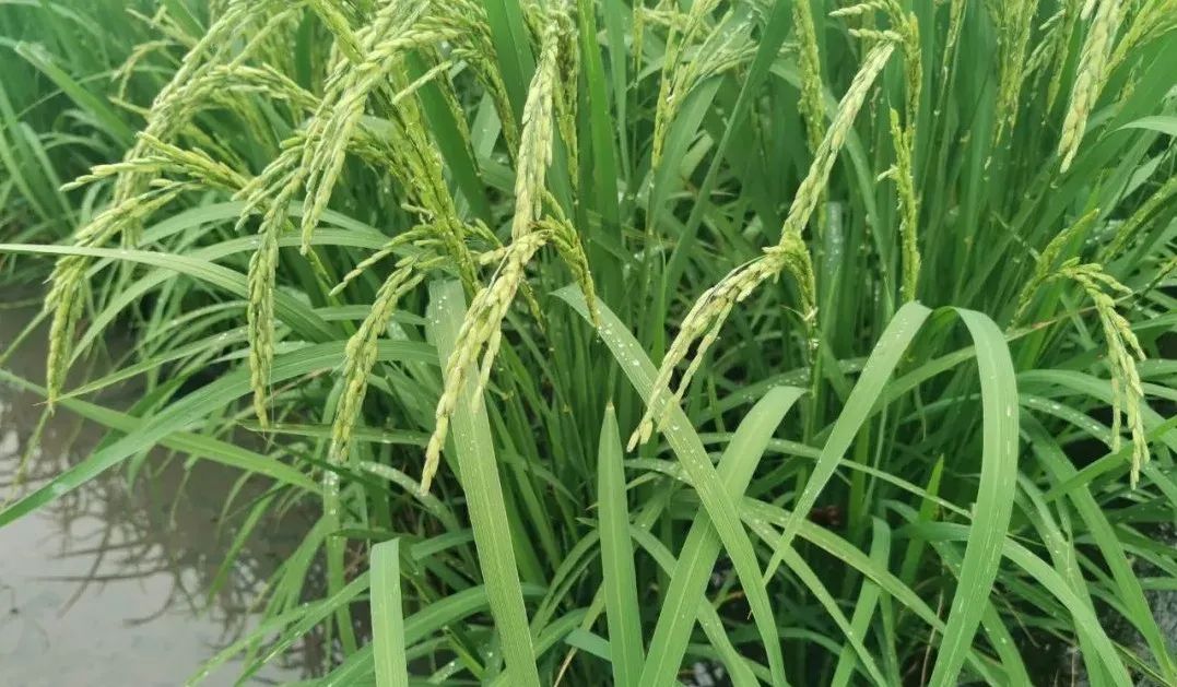 1668750803720589.jpg 微信圖片_20220930104539.jpg